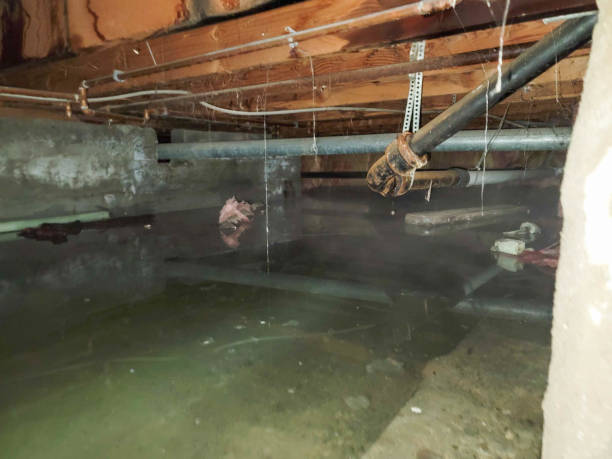 Best Local water damage restoration  in Sinton, TX